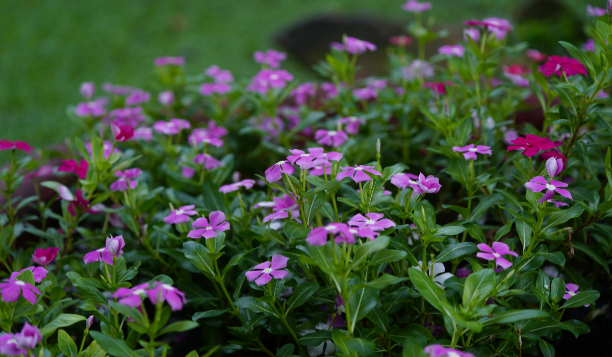 Boylecheloid Flower